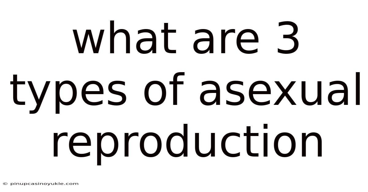 What Are 3 Types Of Asexual Reproduction