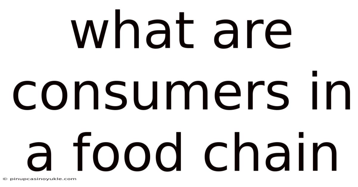 What Are Consumers In A Food Chain