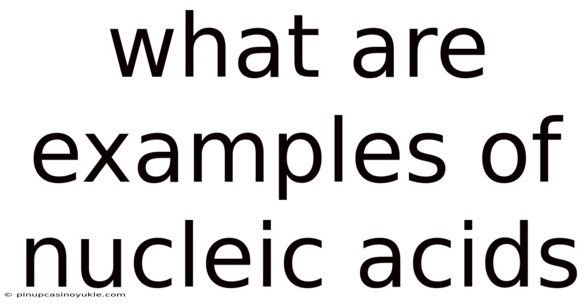 What Are Examples Of Nucleic Acids
