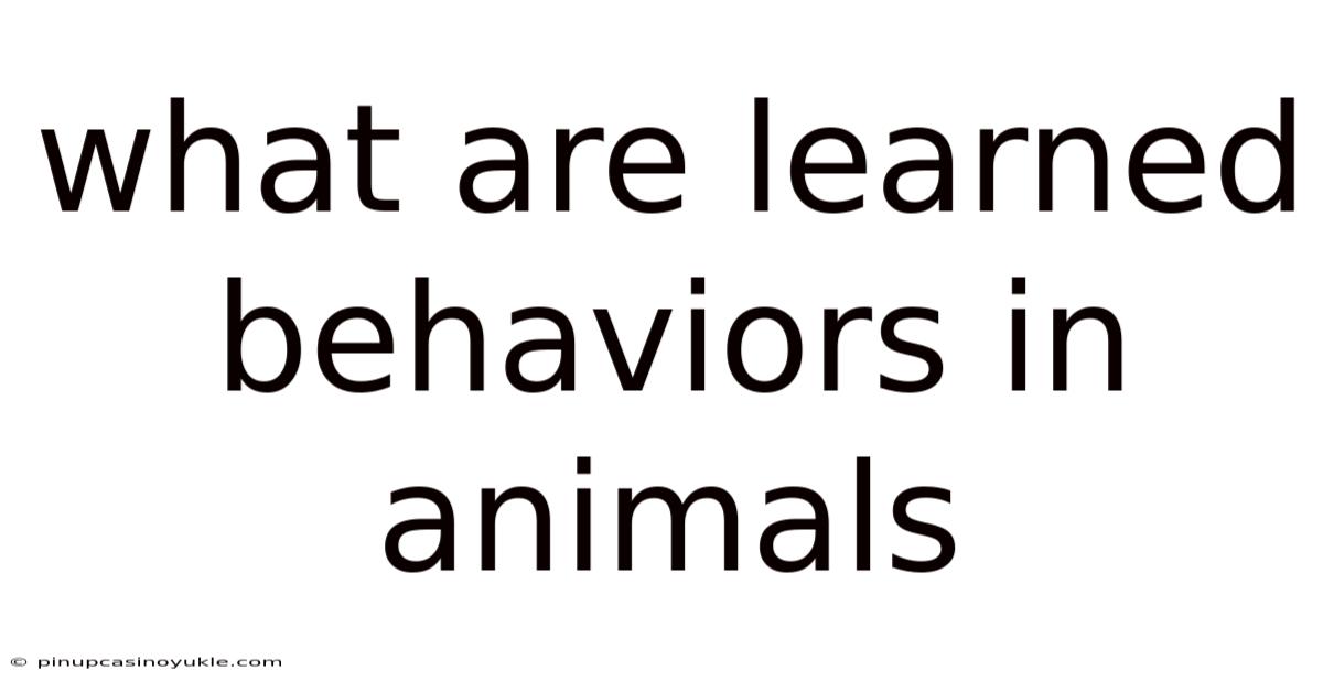 What Are Learned Behaviors In Animals