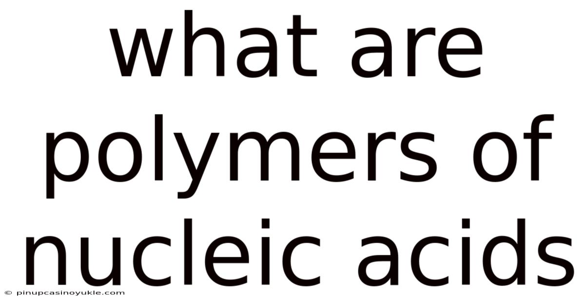 What Are Polymers Of Nucleic Acids