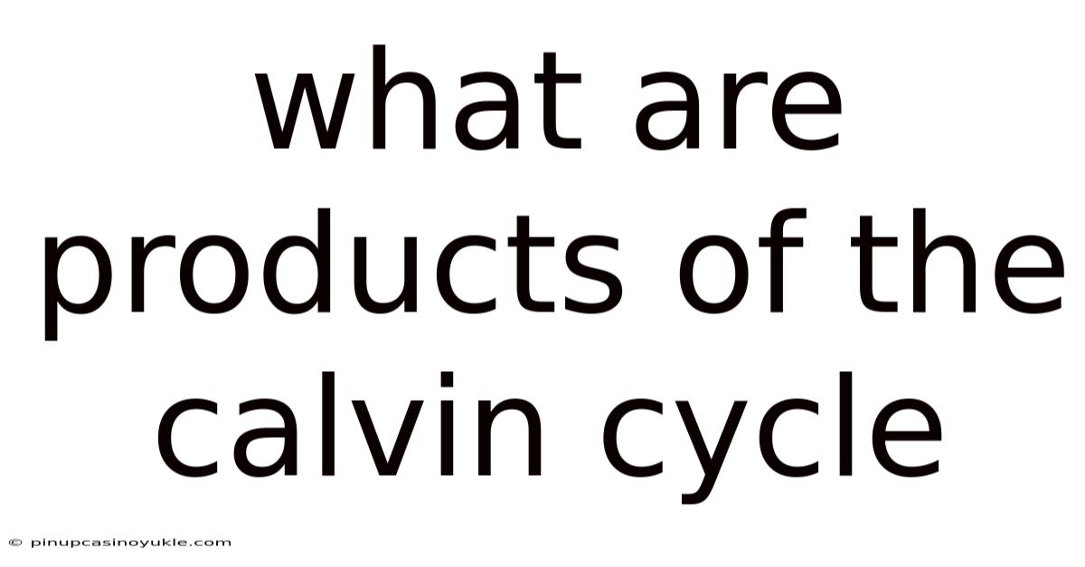 What Are Products Of The Calvin Cycle