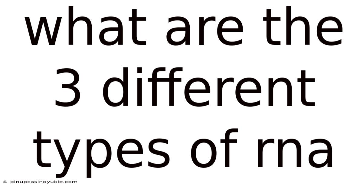 What Are The 3 Different Types Of Rna