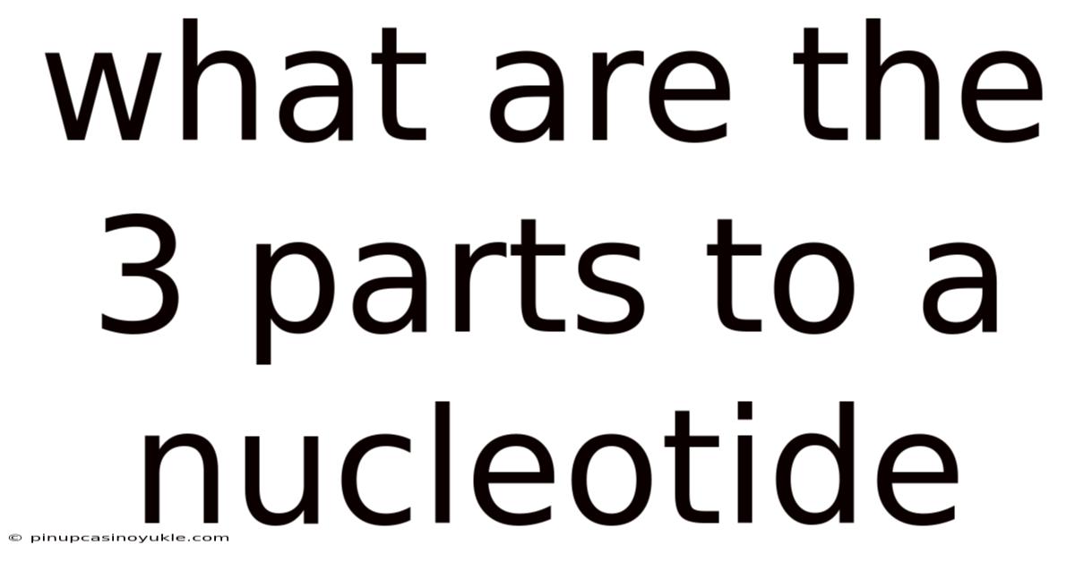 What Are The 3 Parts To A Nucleotide