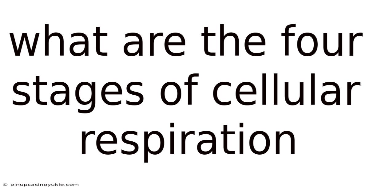 What Are The Four Stages Of Cellular Respiration