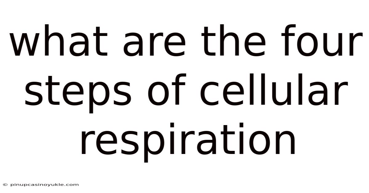 What Are The Four Steps Of Cellular Respiration