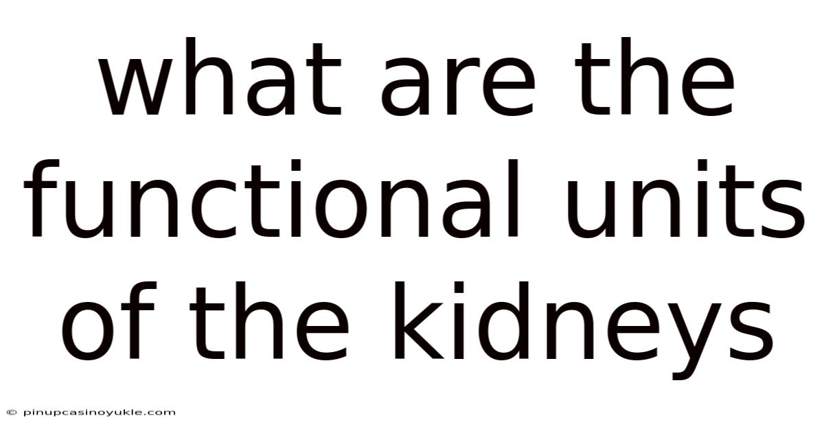 What Are The Functional Units Of The Kidneys