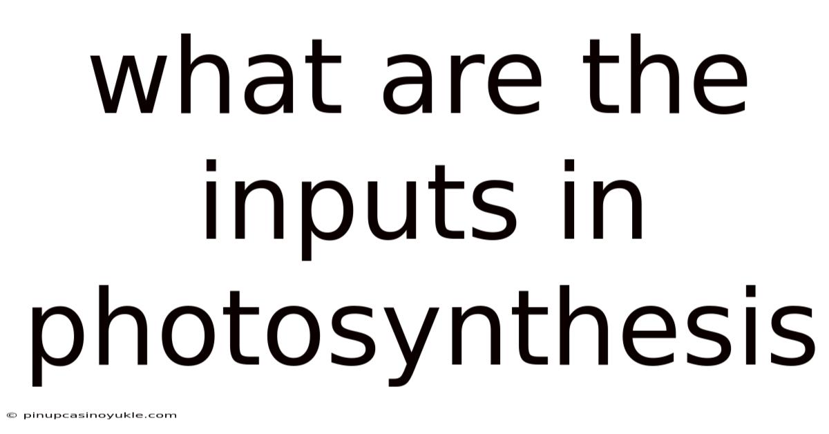 What Are The Inputs In Photosynthesis