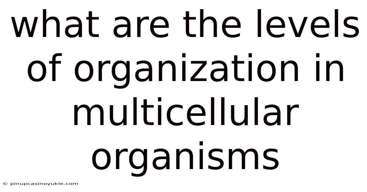 What Are The Levels Of Organization In Multicellular Organisms
