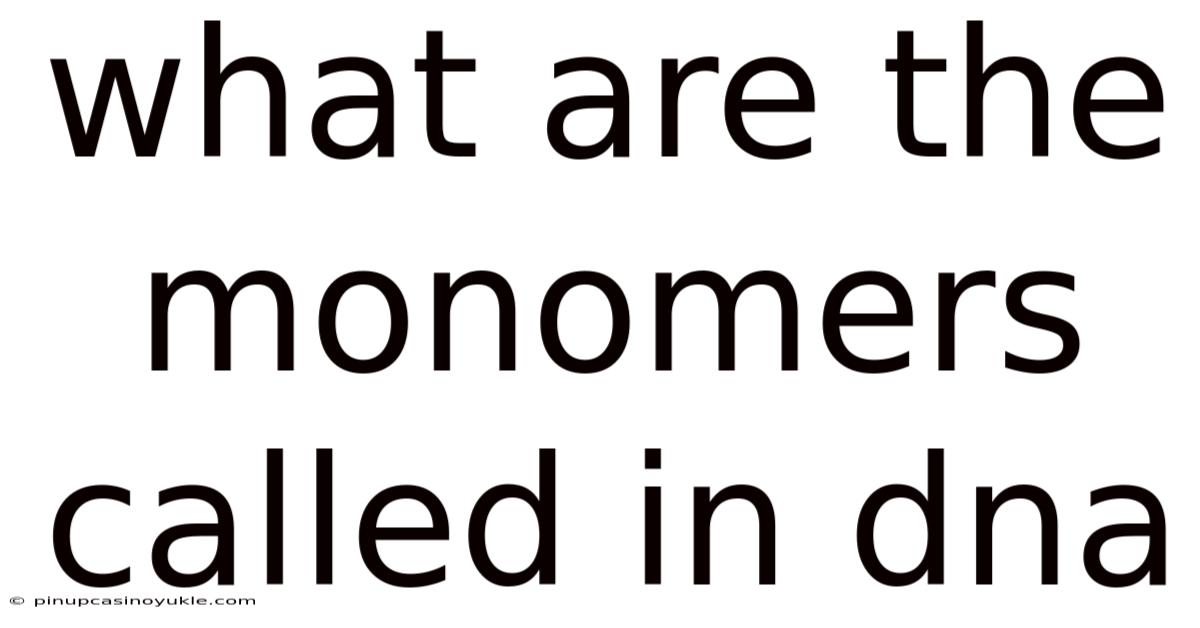 What Are The Monomers Called In Dna