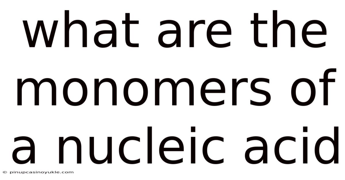 What Are The Monomers Of A Nucleic Acid