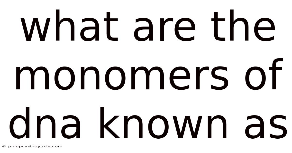 What Are The Monomers Of Dna Known As
