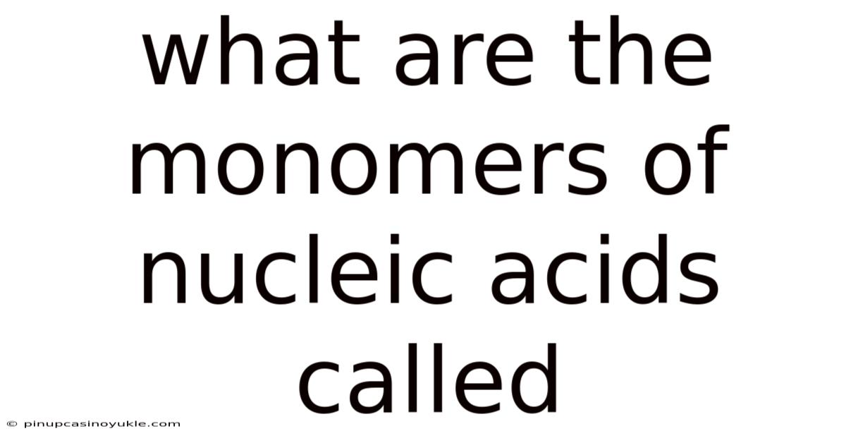 What Are The Monomers Of Nucleic Acids Called