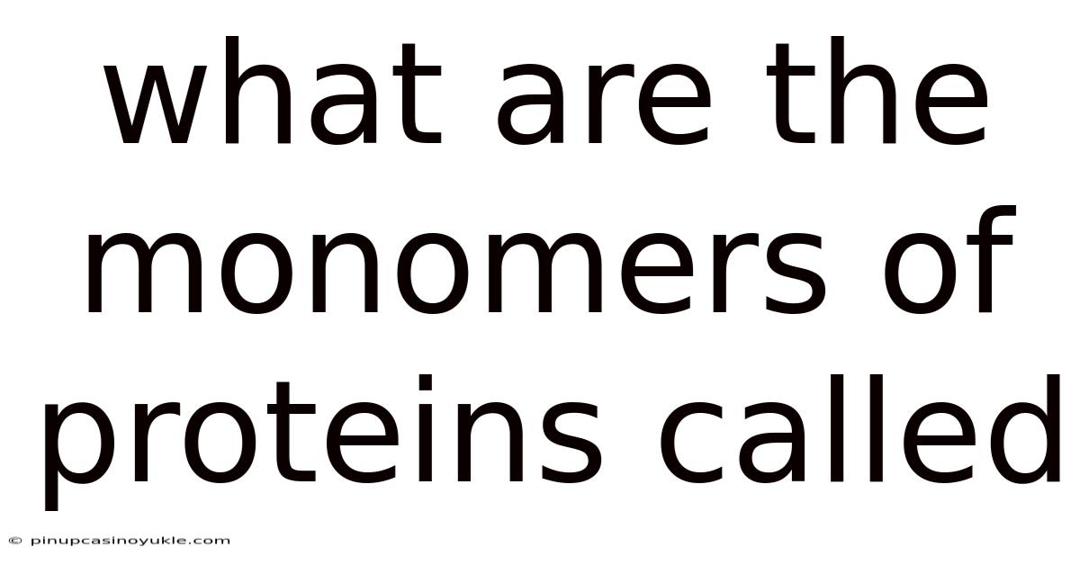 What Are The Monomers Of Proteins Called
