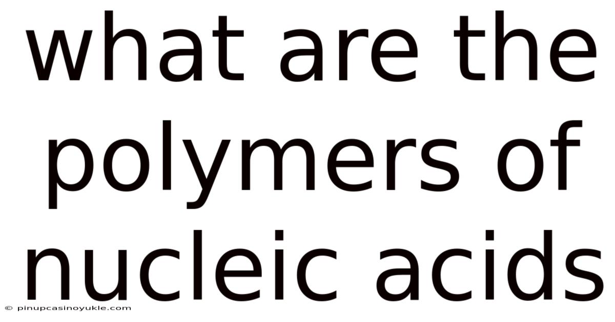 What Are The Polymers Of Nucleic Acids