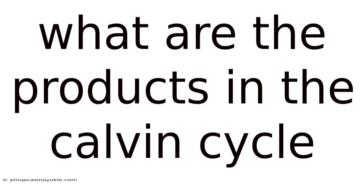 What Are The Products In The Calvin Cycle