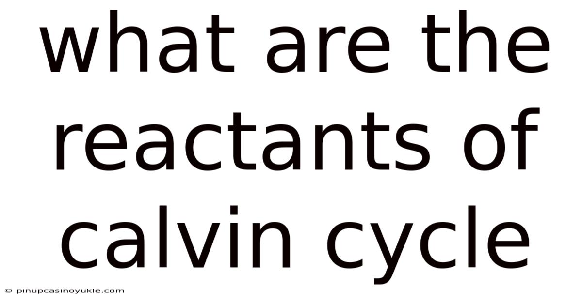 What Are The Reactants Of Calvin Cycle