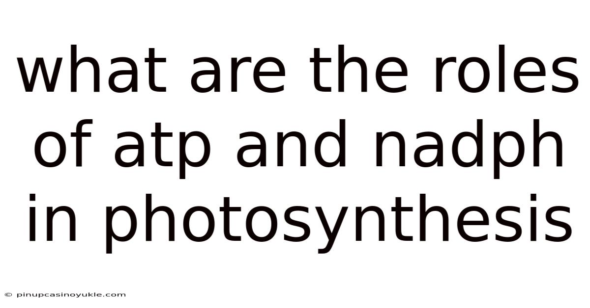What Are The Roles Of Atp And Nadph In Photosynthesis