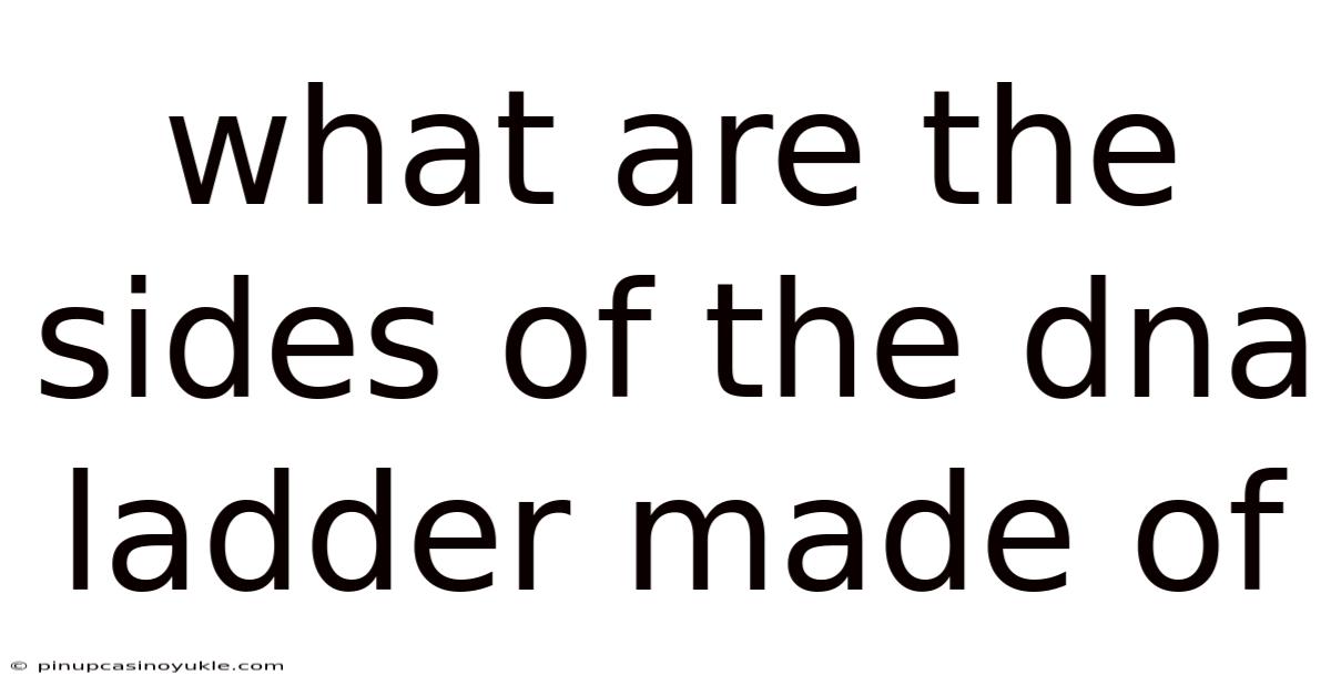 What Are The Sides Of The Dna Ladder Made Of