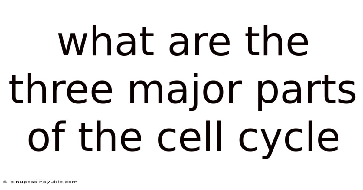 What Are The Three Major Parts Of The Cell Cycle