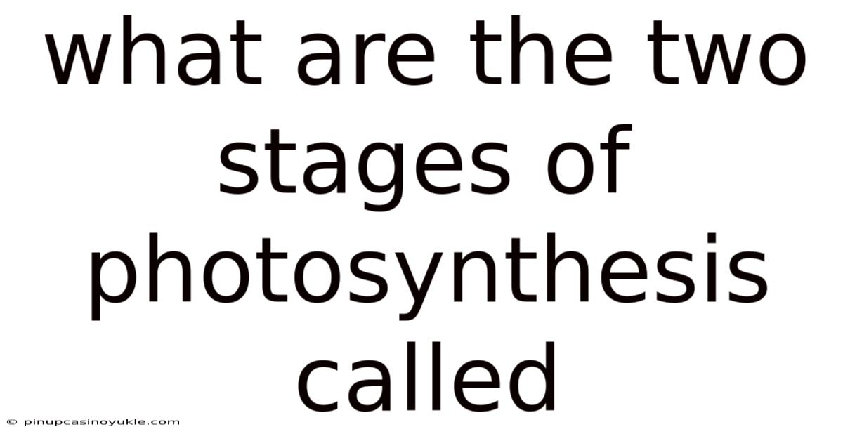 What Are The Two Stages Of Photosynthesis Called