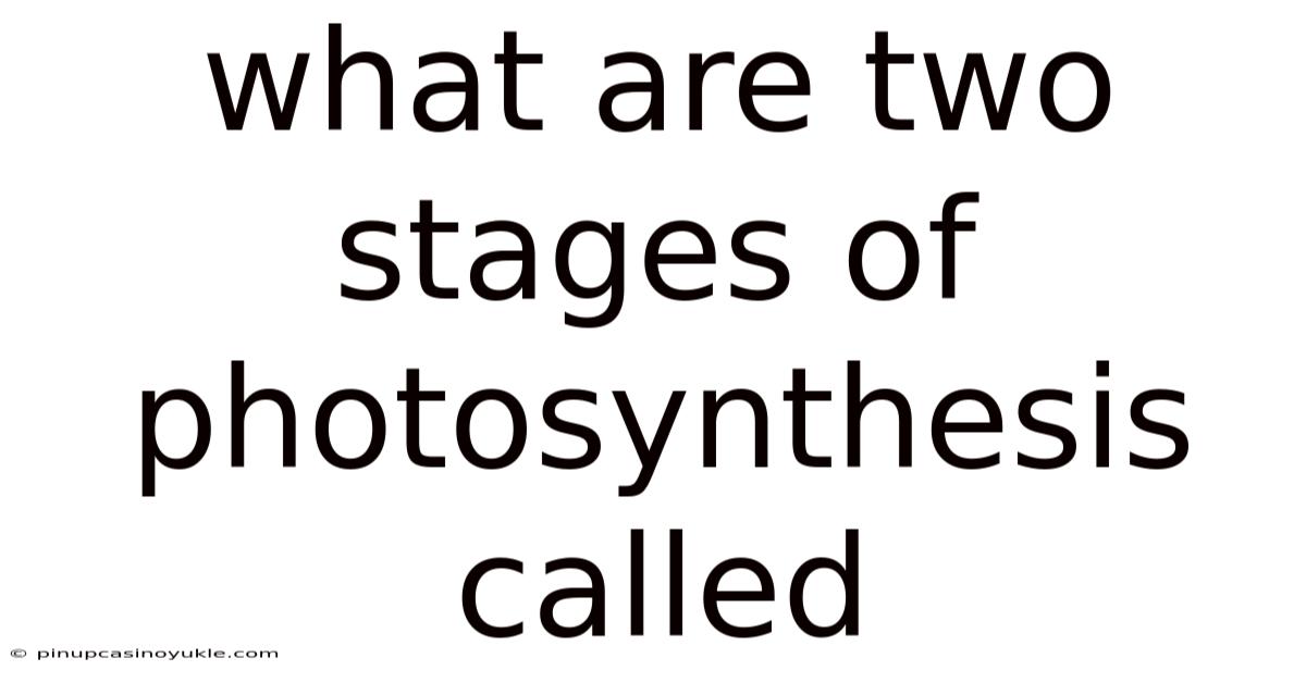 What Are Two Stages Of Photosynthesis Called