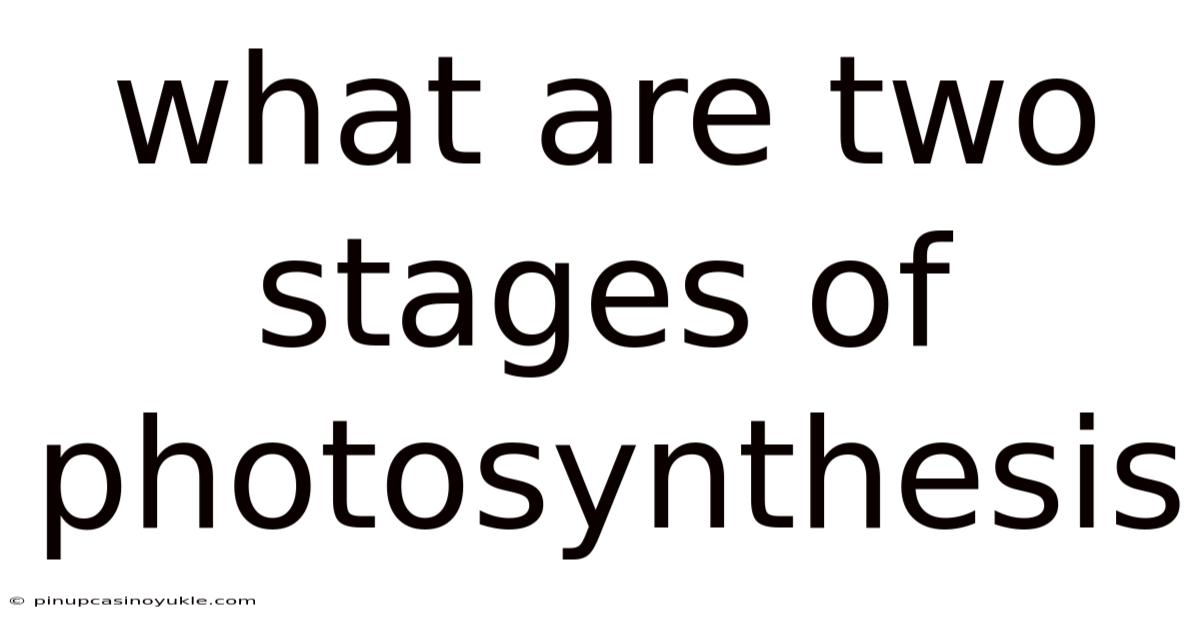 What Are Two Stages Of Photosynthesis
