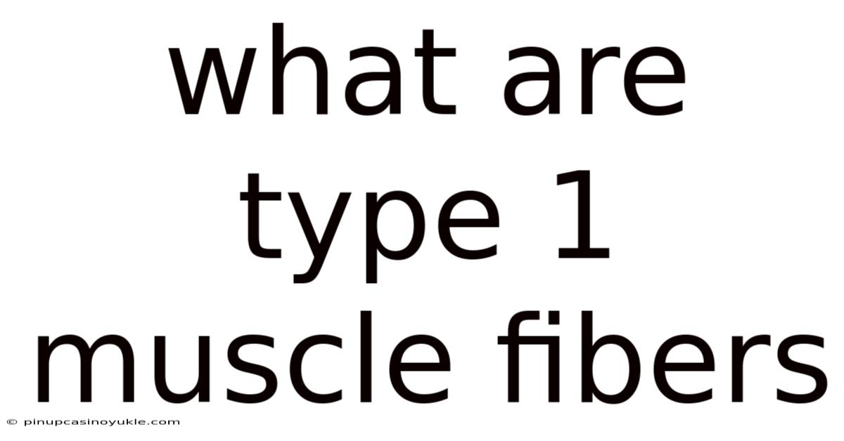What Are Type 1 Muscle Fibers