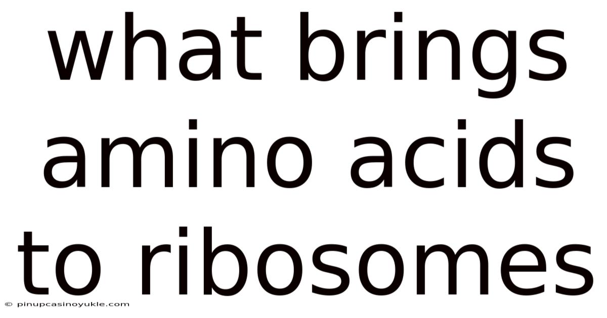 What Brings Amino Acids To Ribosomes