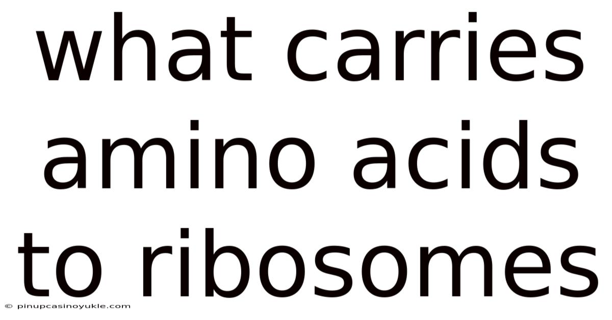 What Carries Amino Acids To Ribosomes