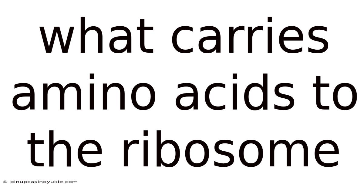 What Carries Amino Acids To The Ribosome