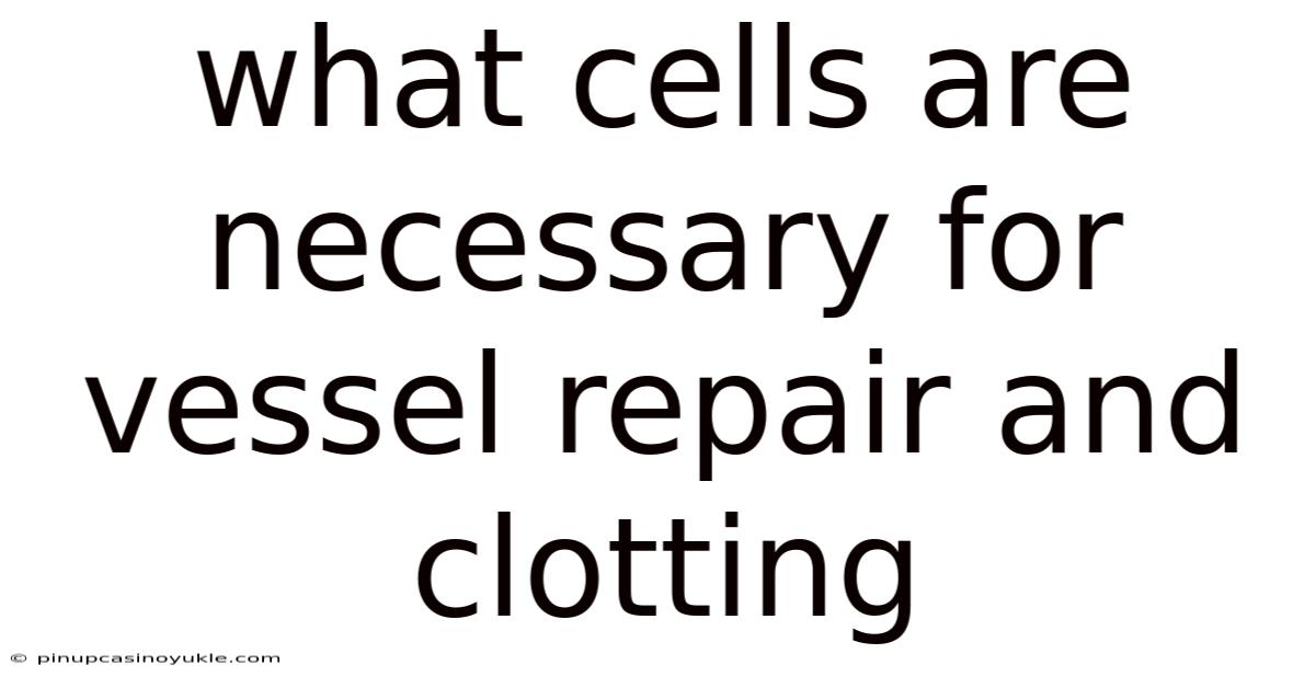 What Cells Are Necessary For Vessel Repair And Clotting