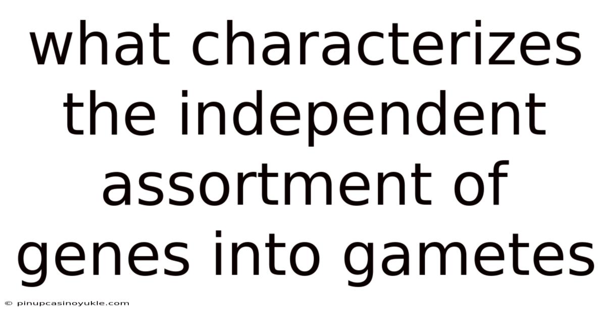 What Characterizes The Independent Assortment Of Genes Into Gametes