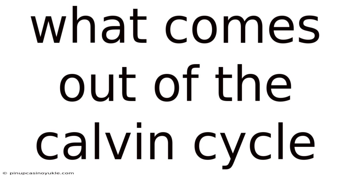 What Comes Out Of The Calvin Cycle