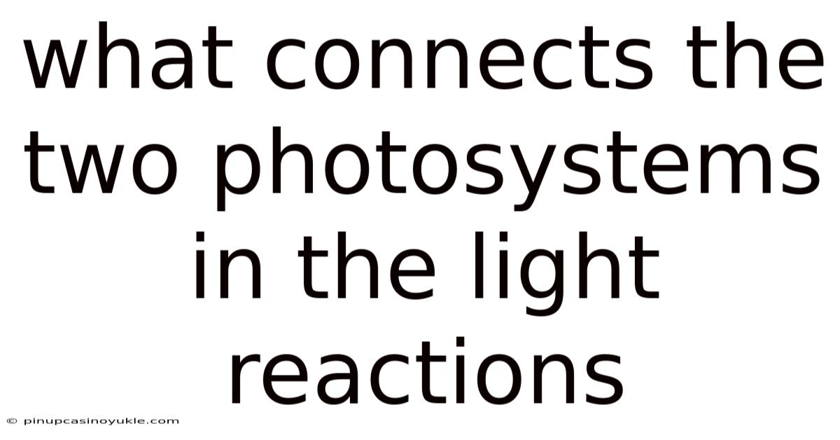 What Connects The Two Photosystems In The Light Reactions