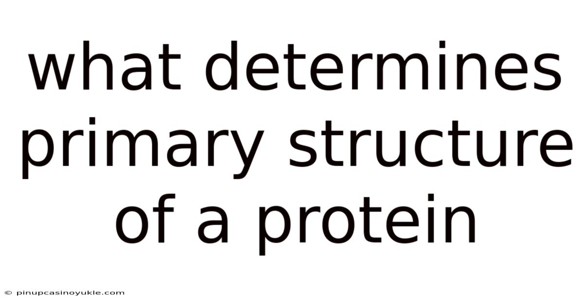 What Determines Primary Structure Of A Protein