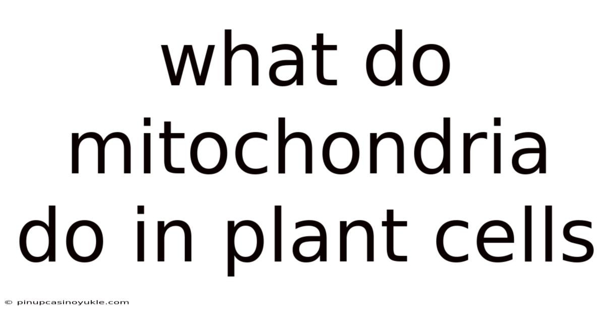 What Do Mitochondria Do In Plant Cells