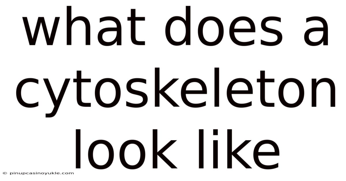 What Does A Cytoskeleton Look Like