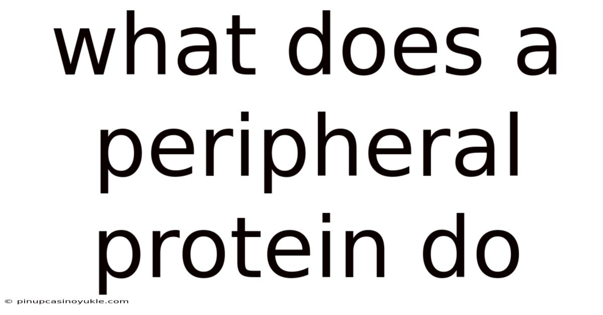 What Does A Peripheral Protein Do