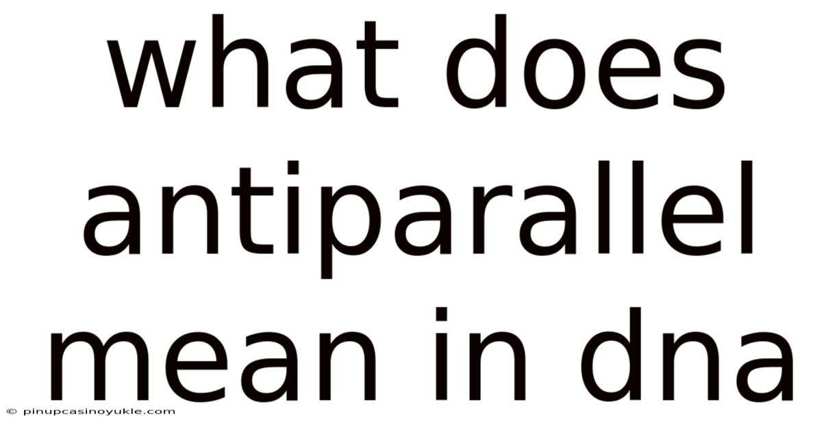 What Does Antiparallel Mean In Dna