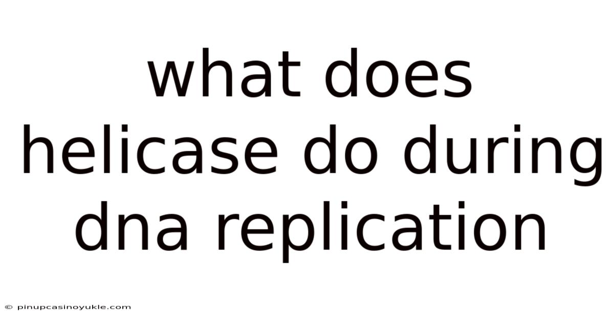 What Does Helicase Do During Dna Replication