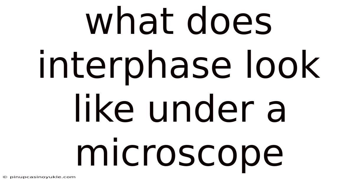 What Does Interphase Look Like Under A Microscope