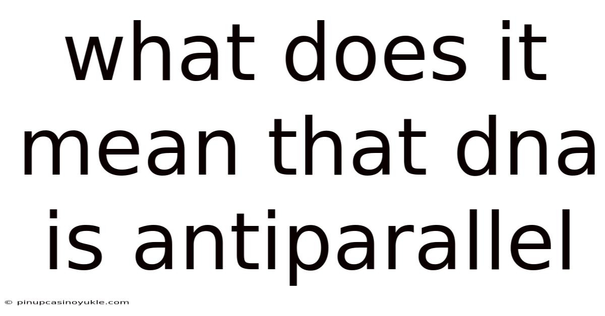 What Does It Mean That Dna Is Antiparallel