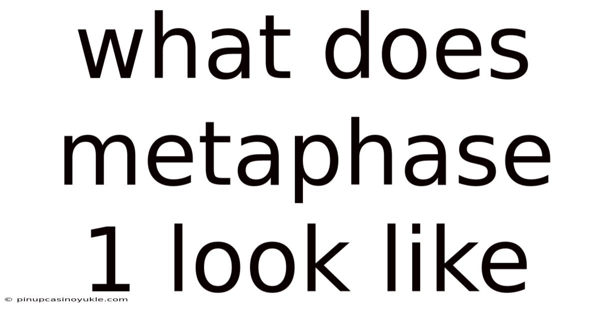 What Does Metaphase 1 Look Like