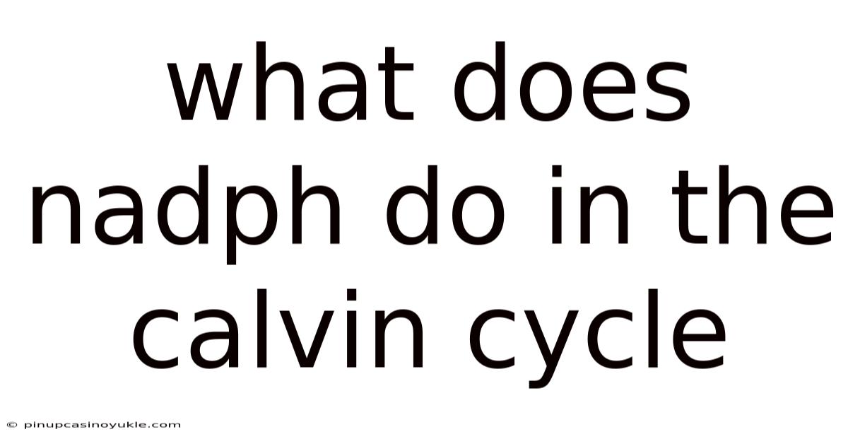 What Does Nadph Do In The Calvin Cycle