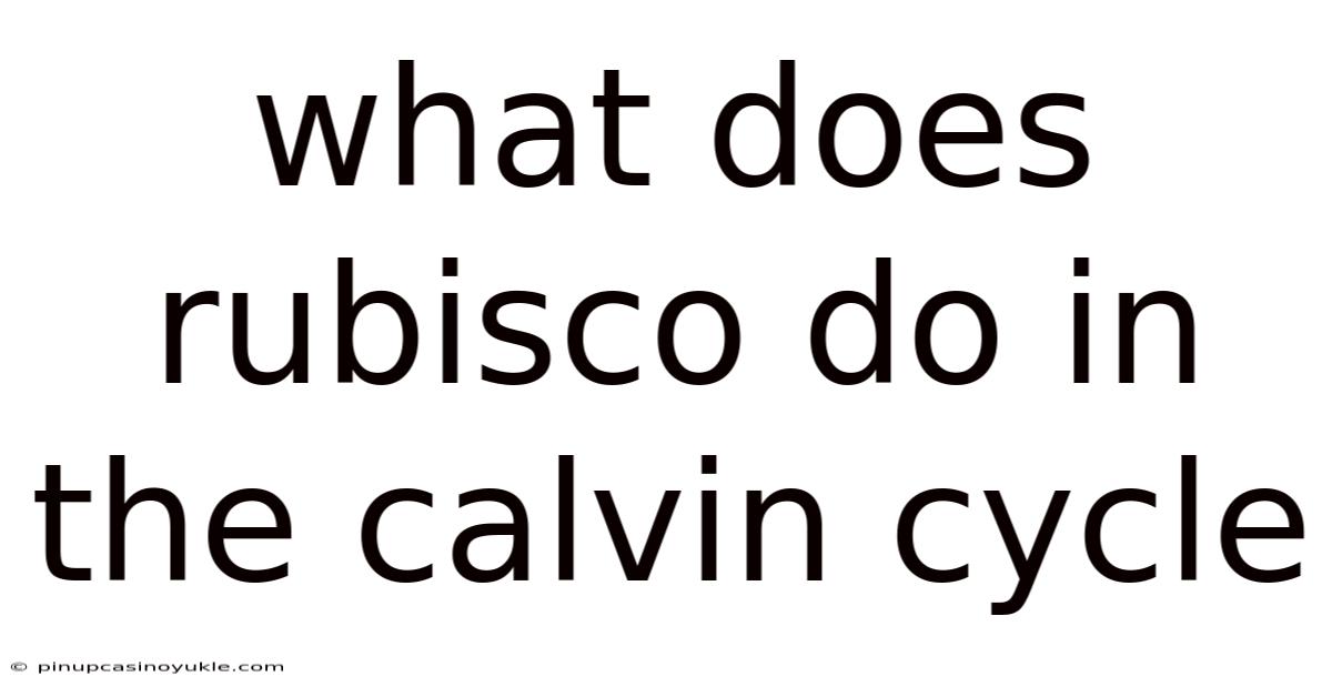 What Does Rubisco Do In The Calvin Cycle