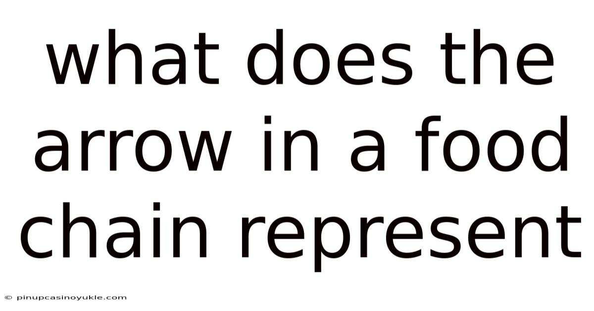 What Does The Arrow In A Food Chain Represent