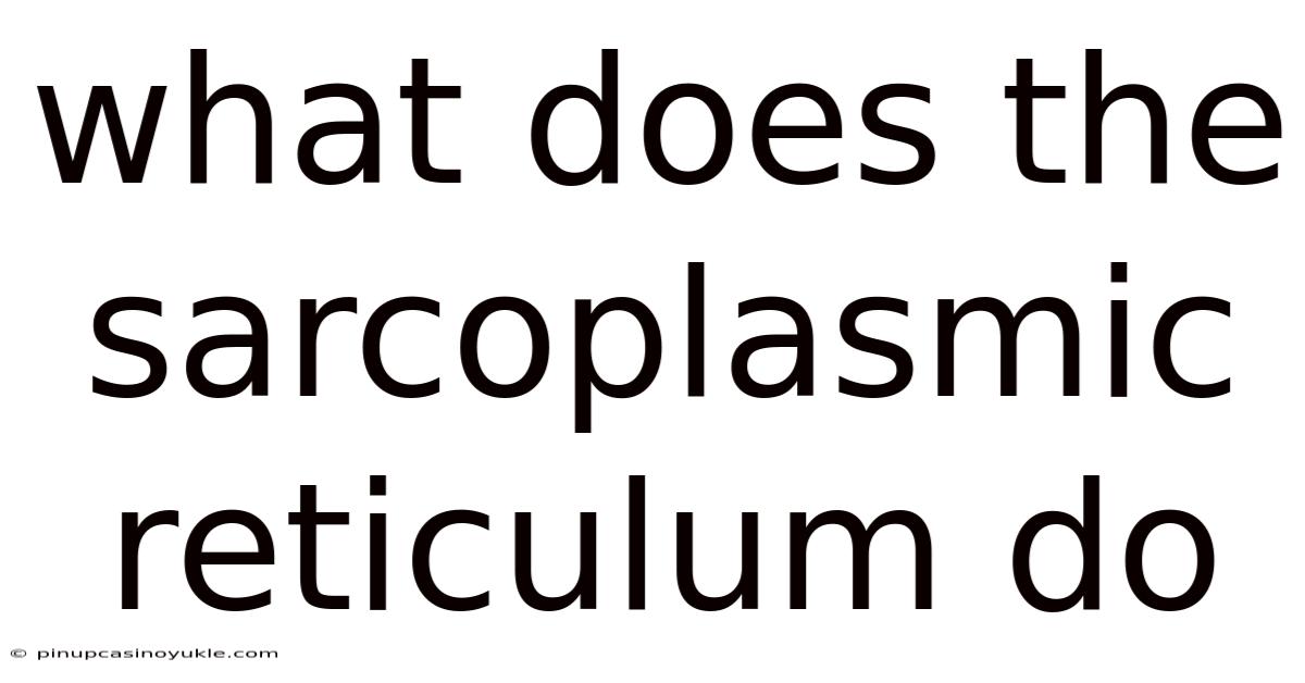 What Does The Sarcoplasmic Reticulum Do