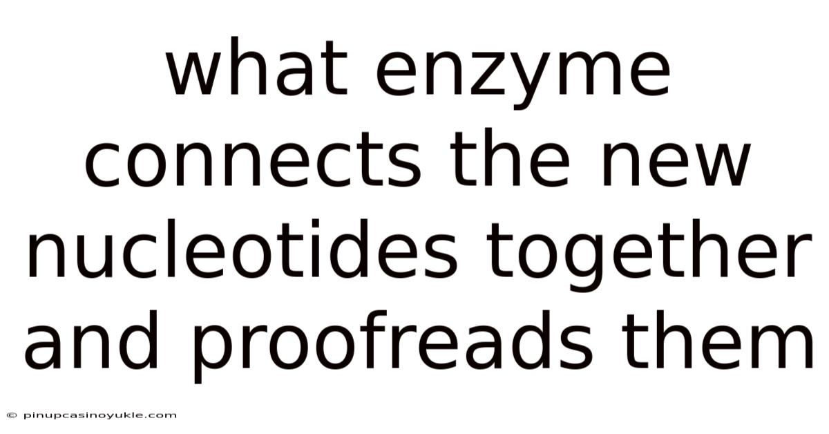 What Enzyme Connects The New Nucleotides Together And Proofreads Them