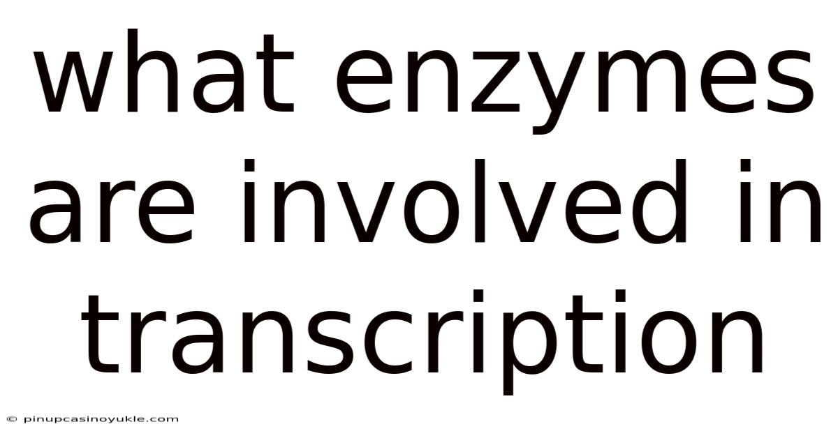 What Enzymes Are Involved In Transcription